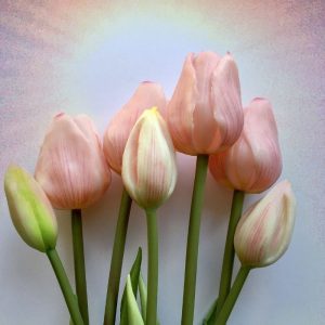 Tulips in the Sunset